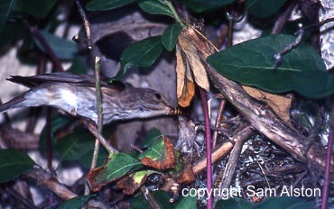 Spotted Flycatcher